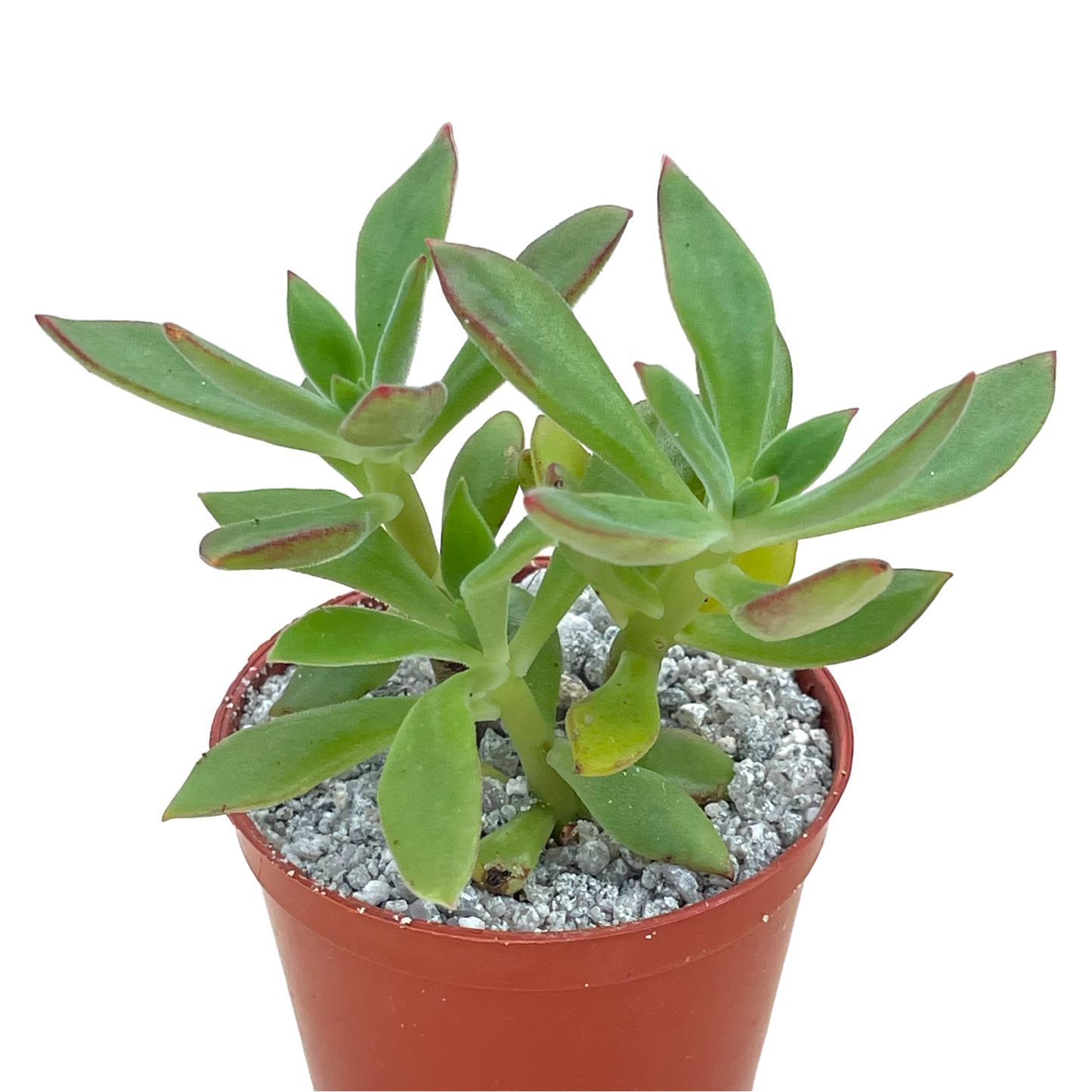 Echeveria harmsii (Plush Plant)