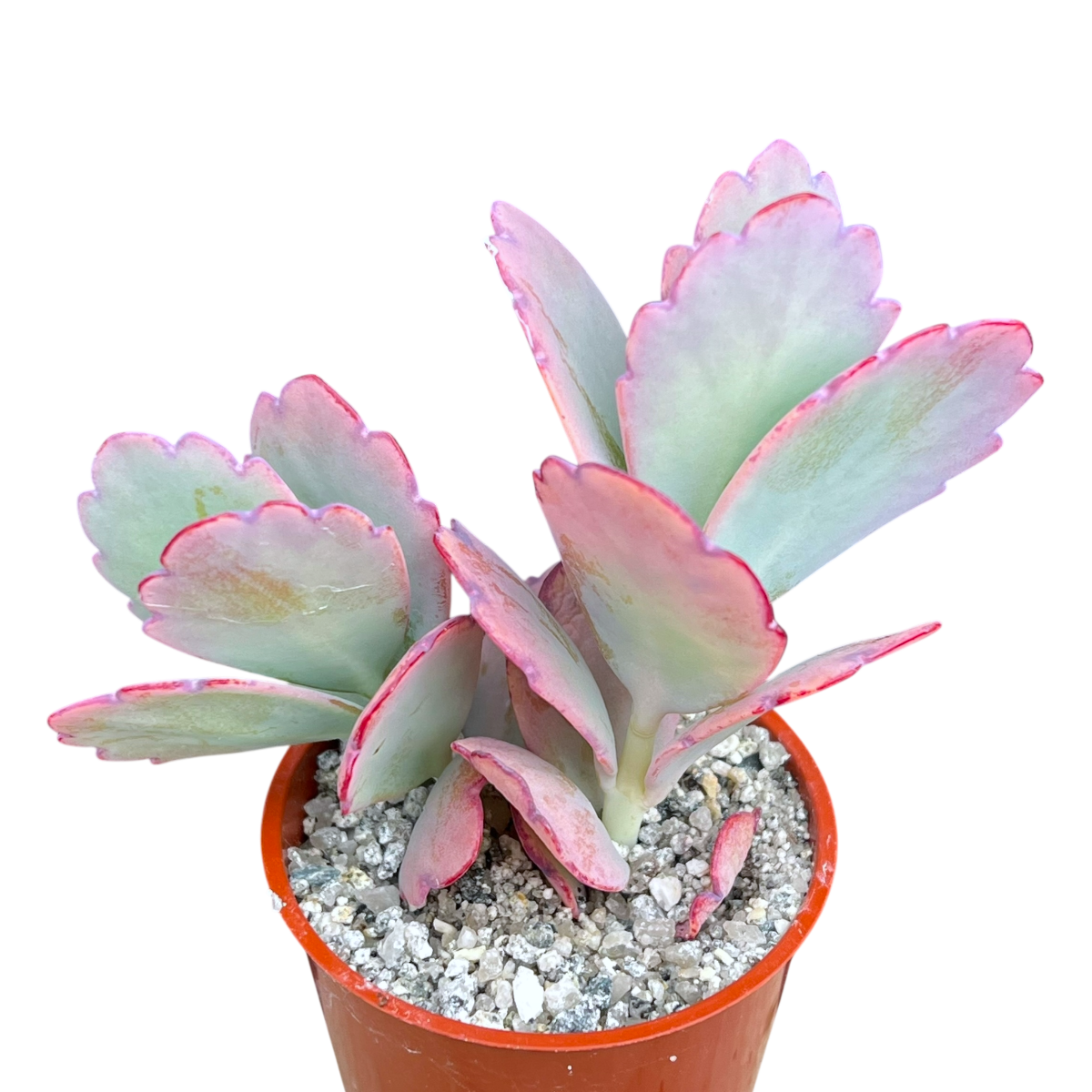 Kalanchoe fedtschenkoi (Lavender Scallops)