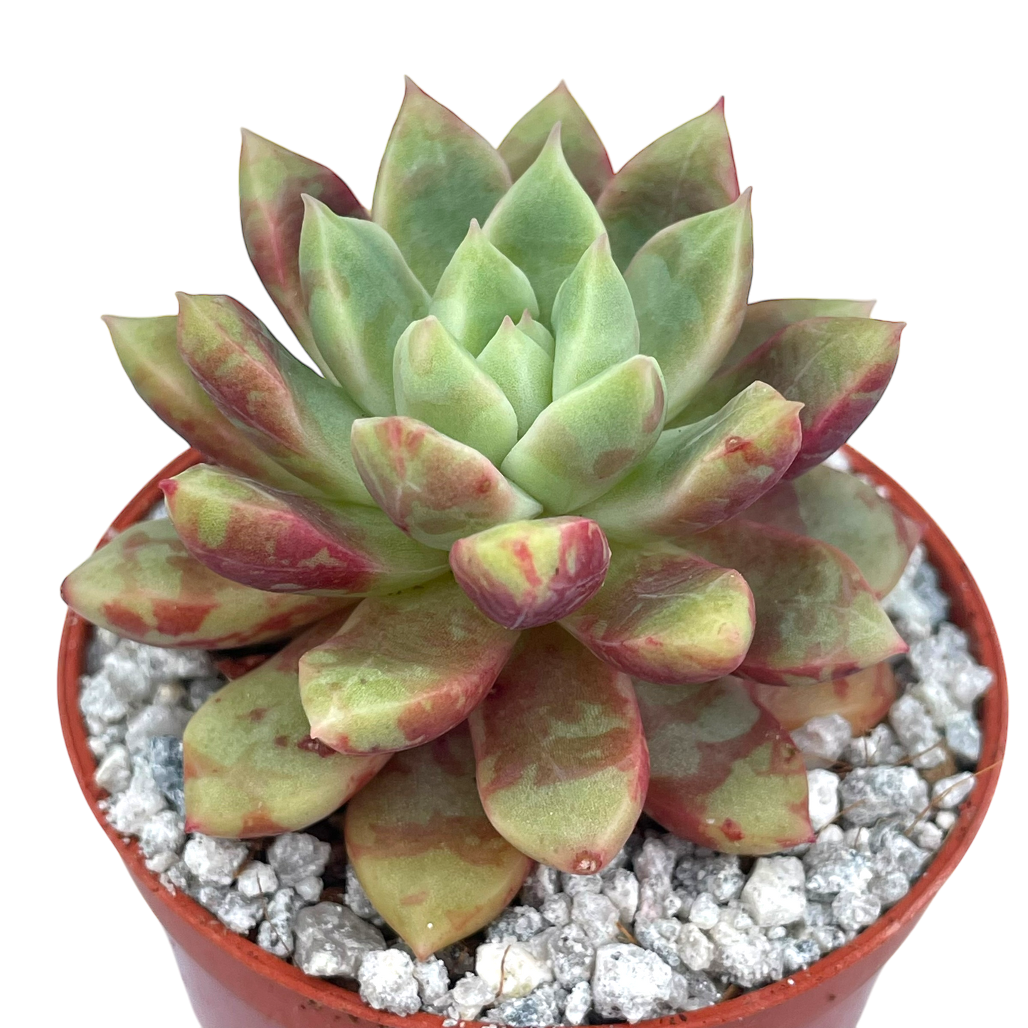 Echeveria 'Echo'