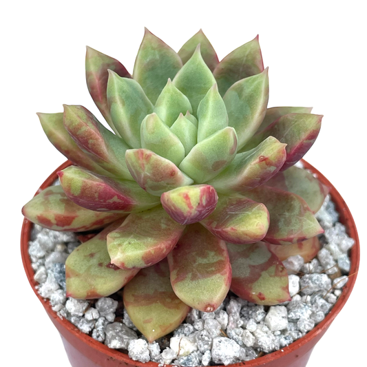 Echeveria 'Echo'