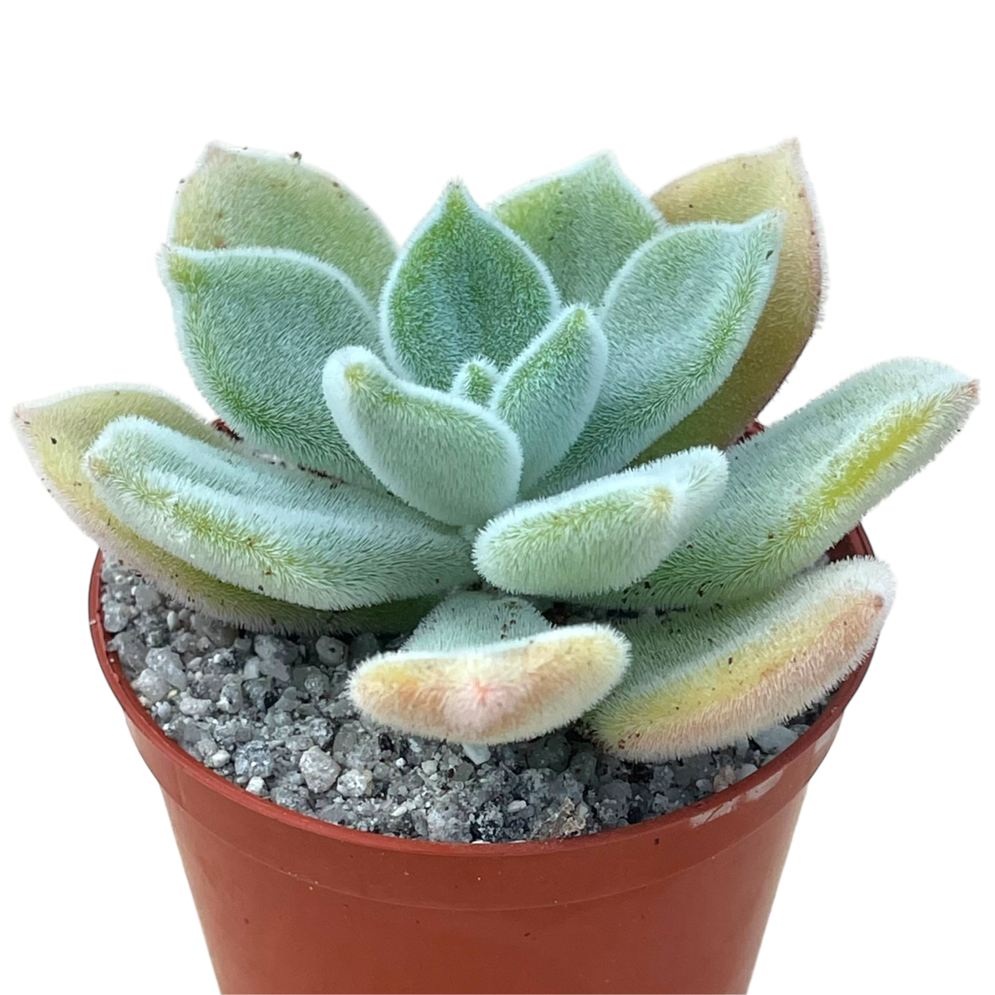 Echeveria pulvinata 'Frosty'