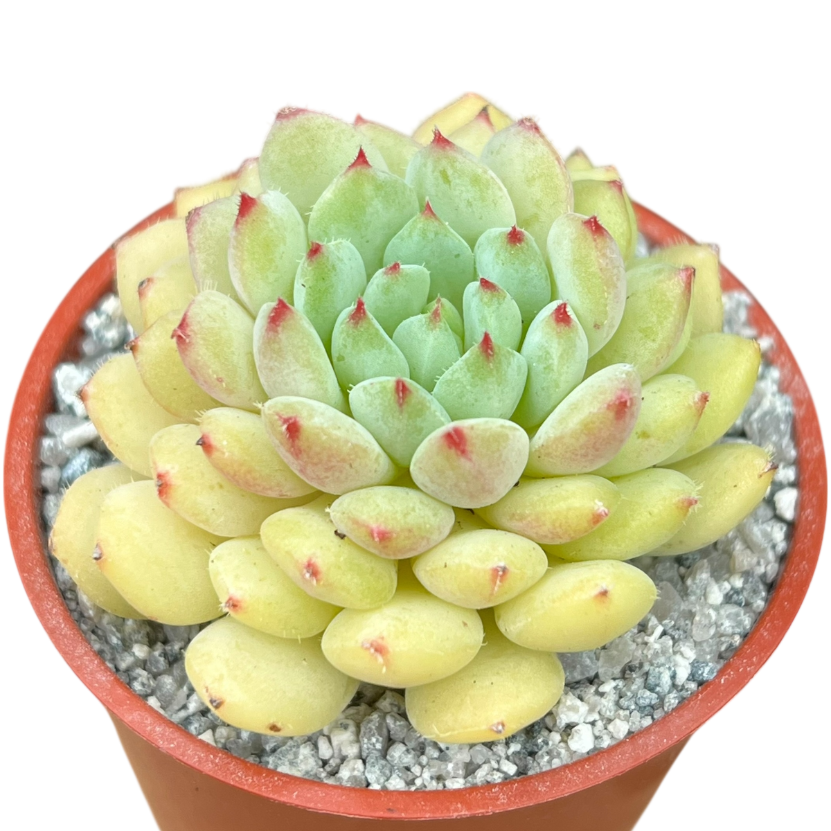 breed succulents Echeveria 'Galaxy Starlet' – Surreal Succulents