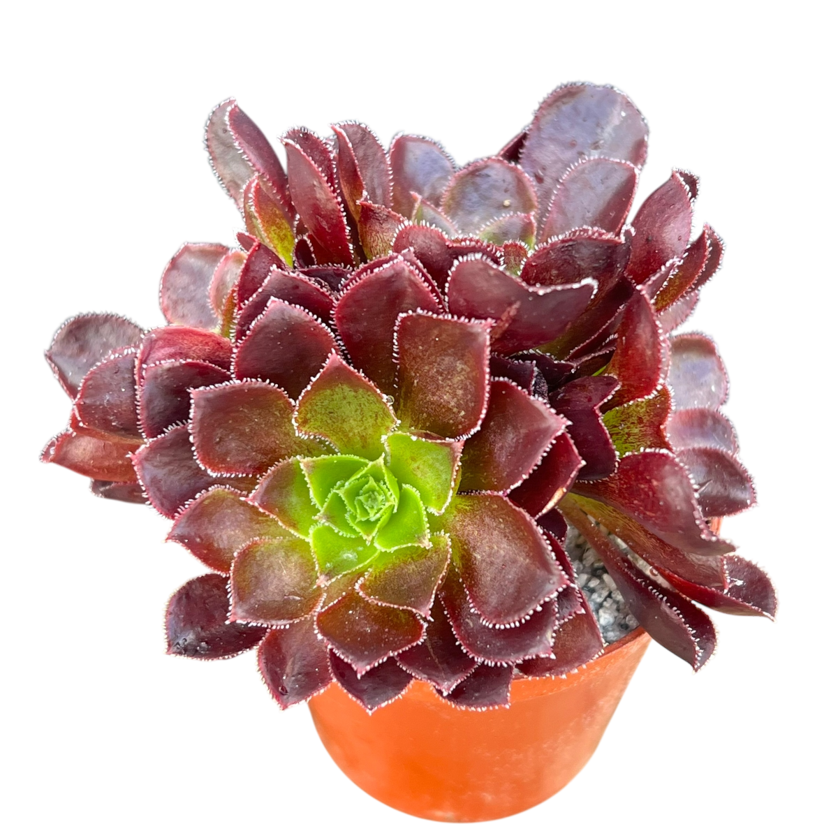 x Semponium 'Halo'