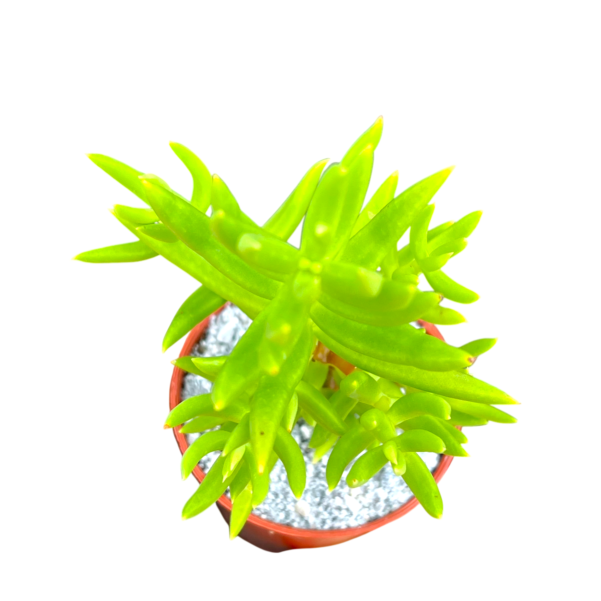 Crassula tetragona