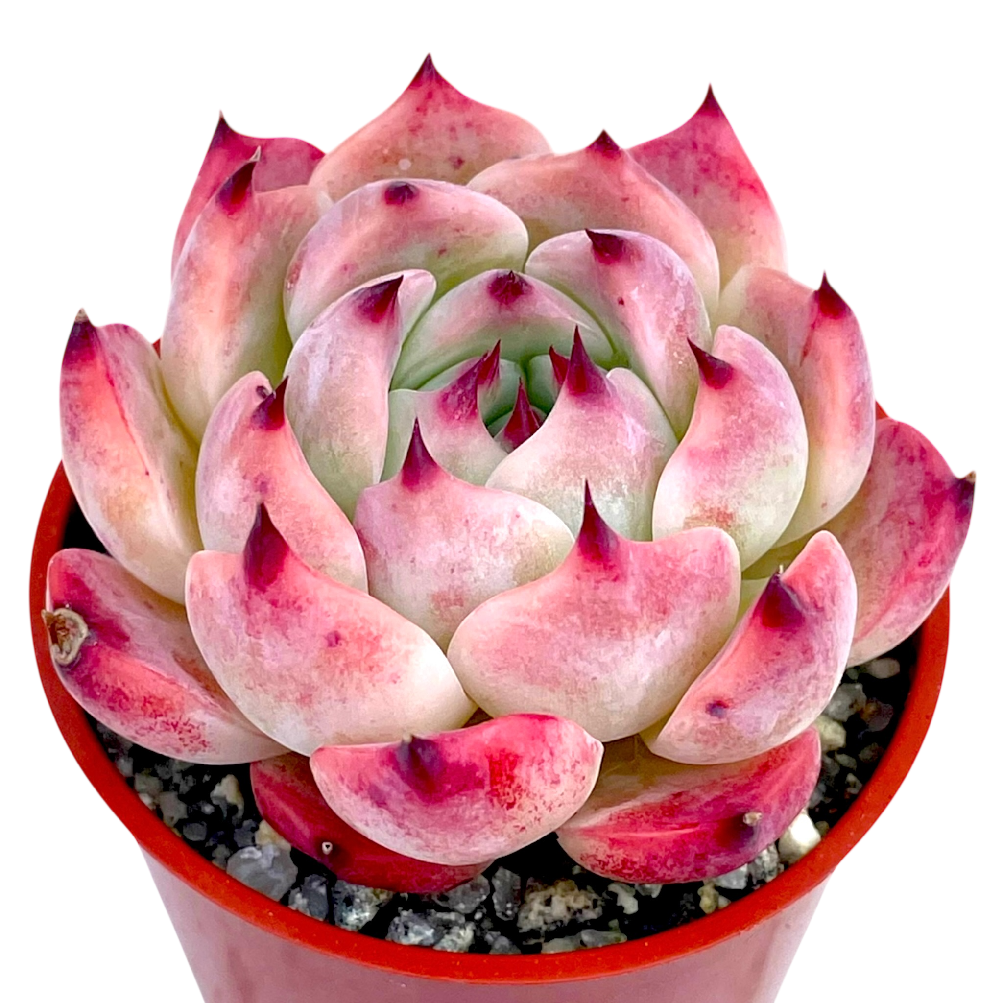 エケベリア チワワエンシス 'ラズベリーディップ' – Surreal Succulents