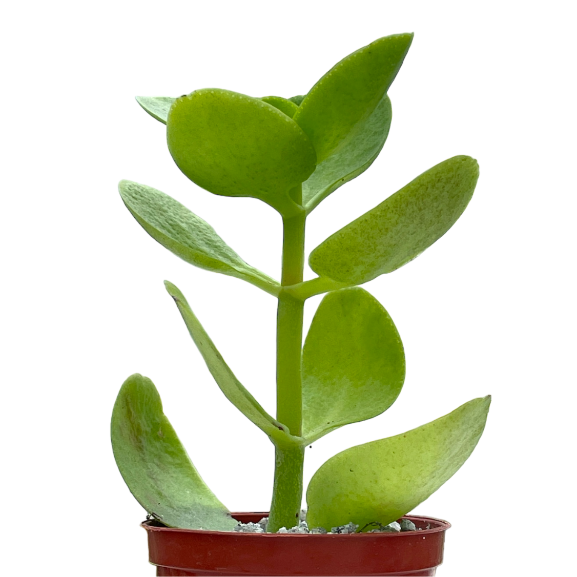 Crassula multicava