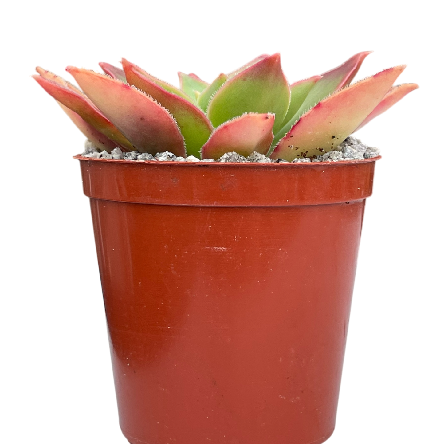 Aeonium leucoblepharum