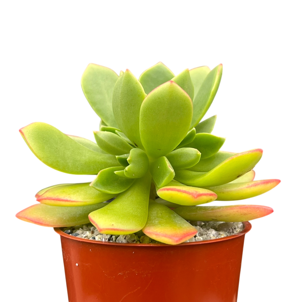 Aeonium 'Green Crush'