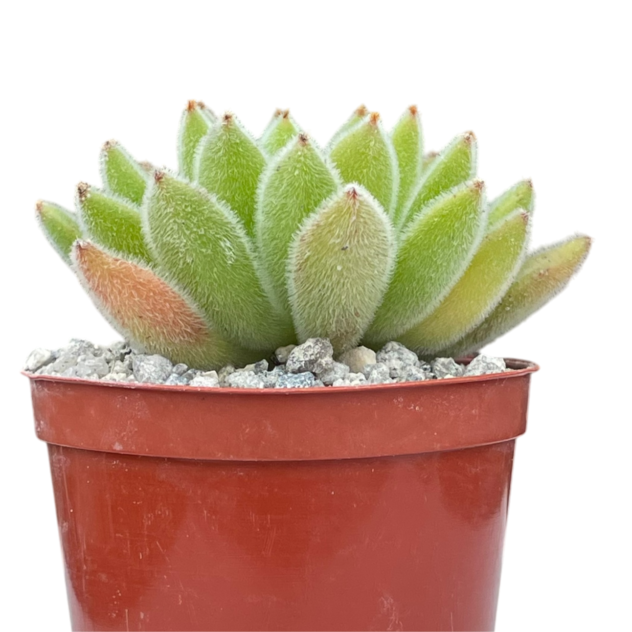 Echeveria 'Set-Oliver'