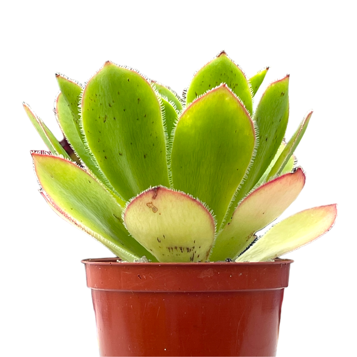 Aeonium 'Maximus'