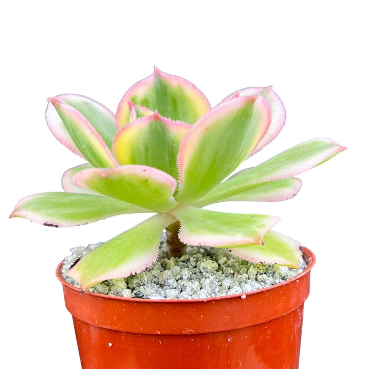 Aeonium 'Sunburst'