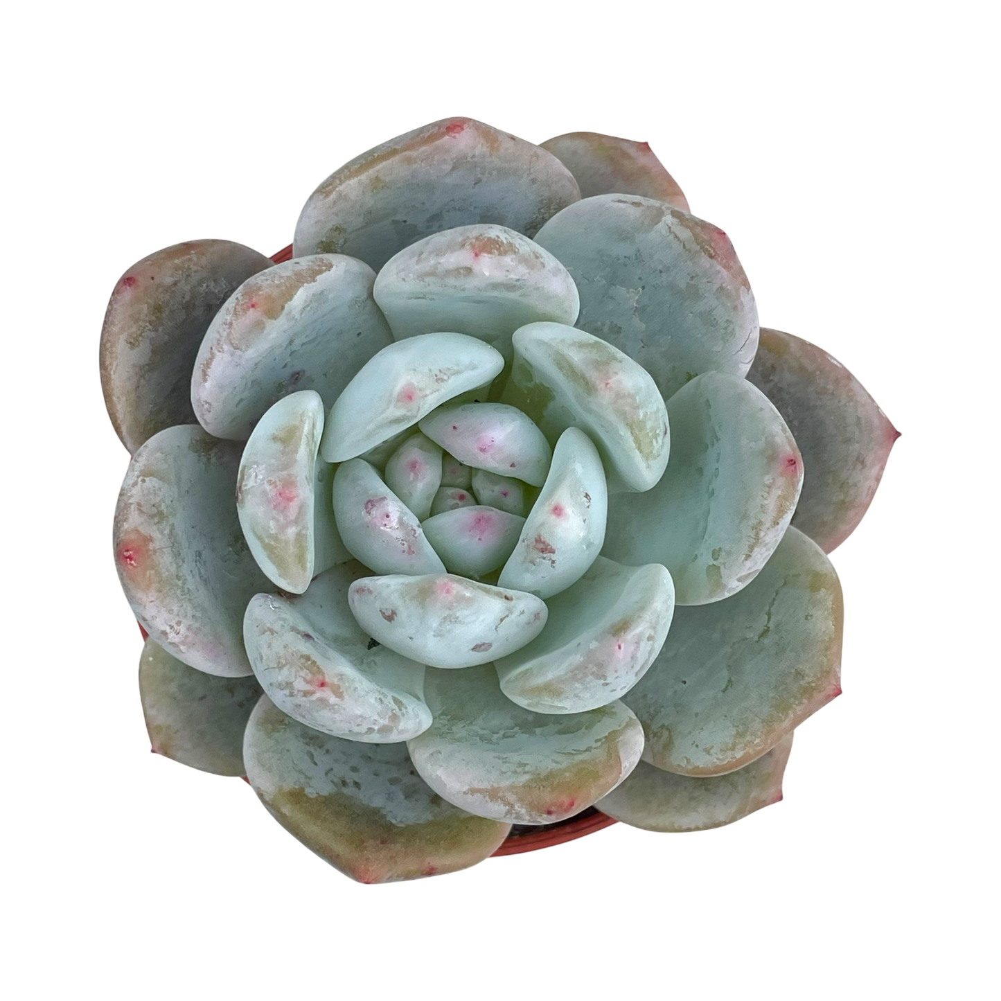 Echeveria 'Monroe'