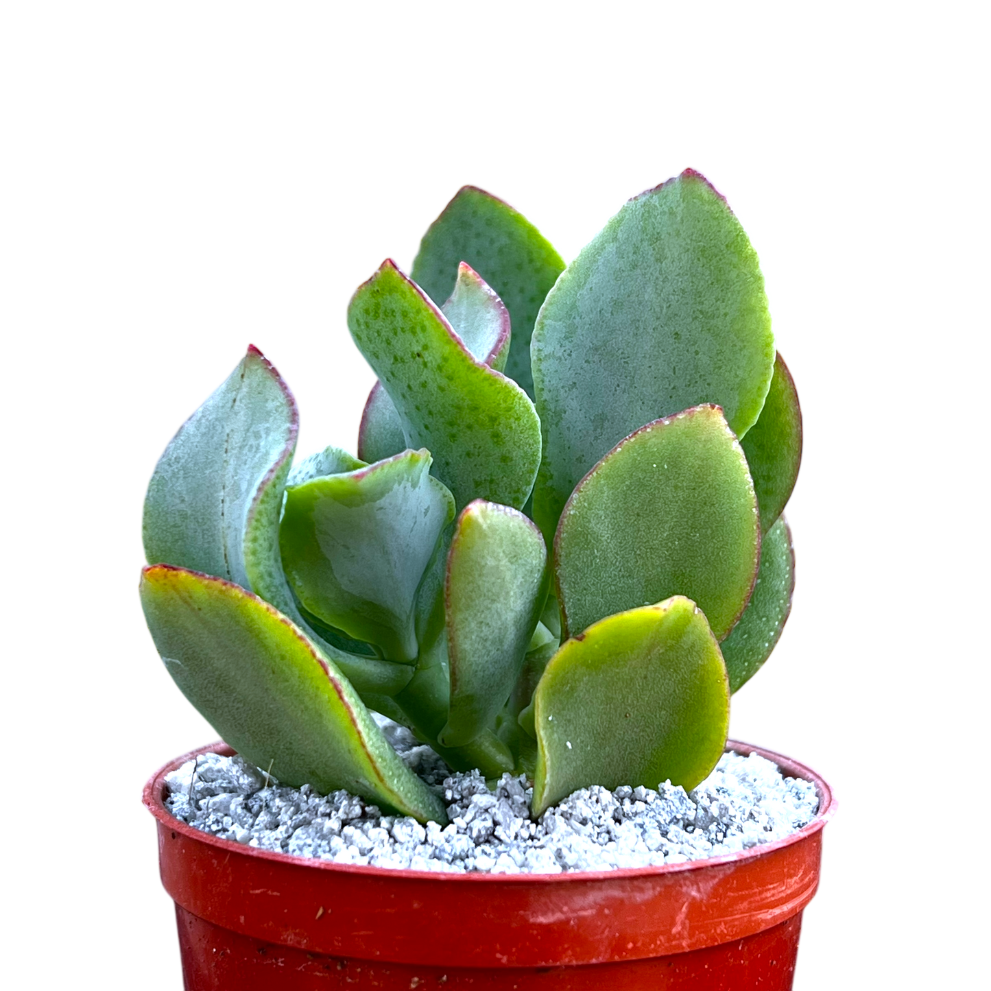 Crassula arborescens 'Ripple Jade'