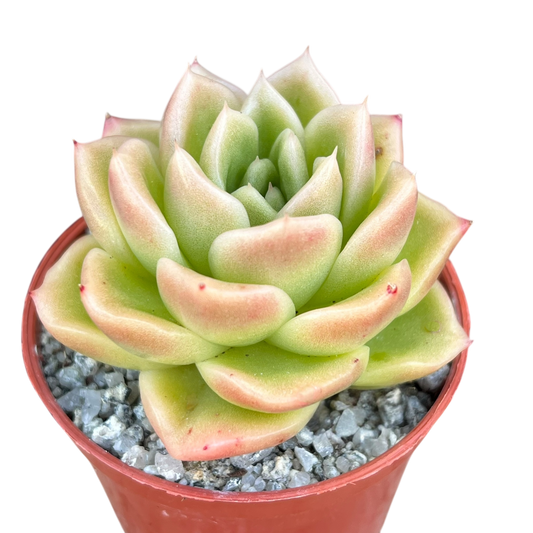 Echeveria 'Crystal Maze'