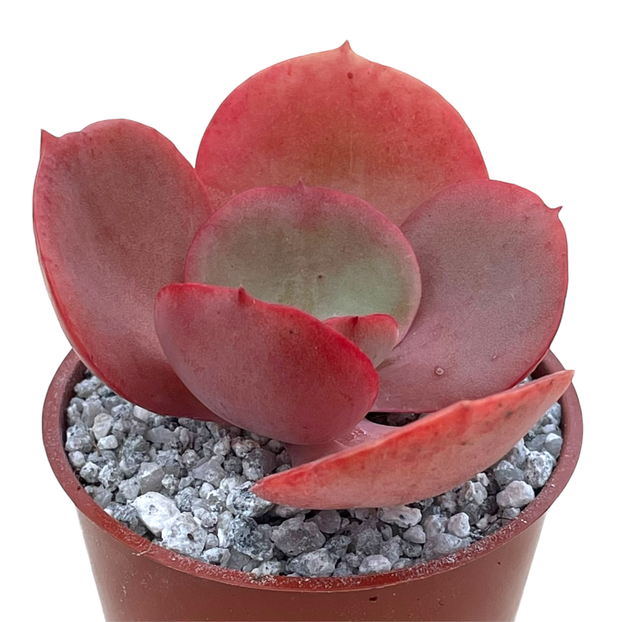 Echeveria 'Suyon'