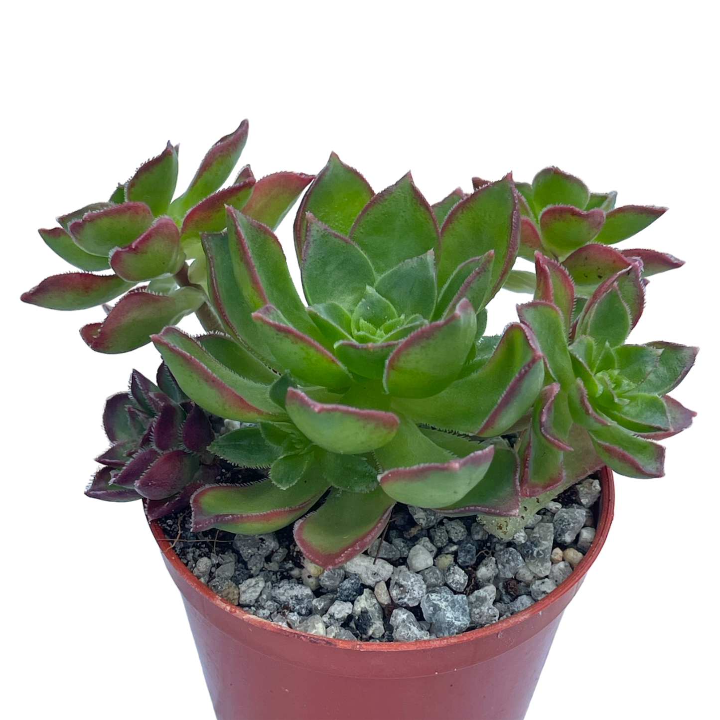 Aeonium 'Cornish Pixie'