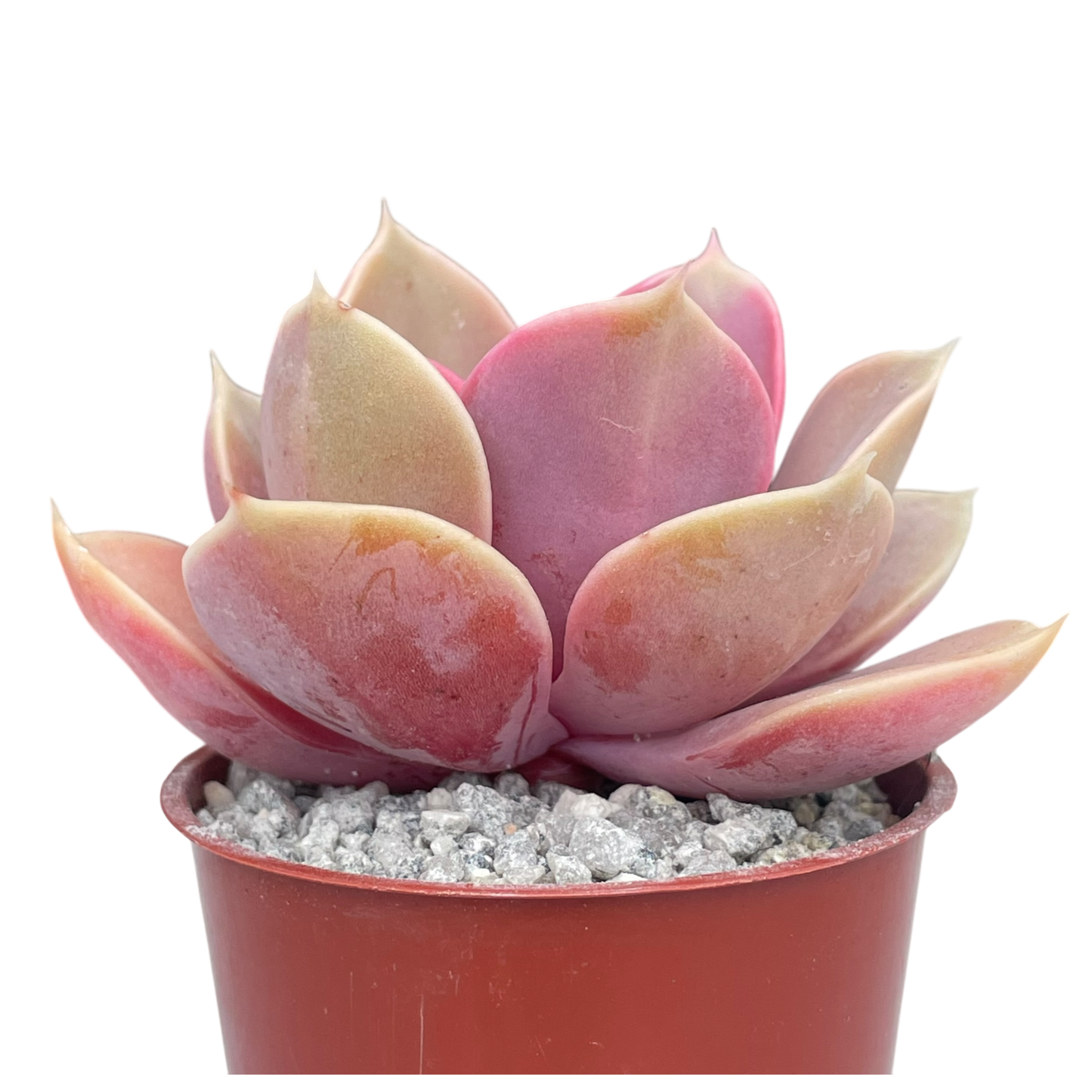 Echeveria 'Duchess of Nuremberg'