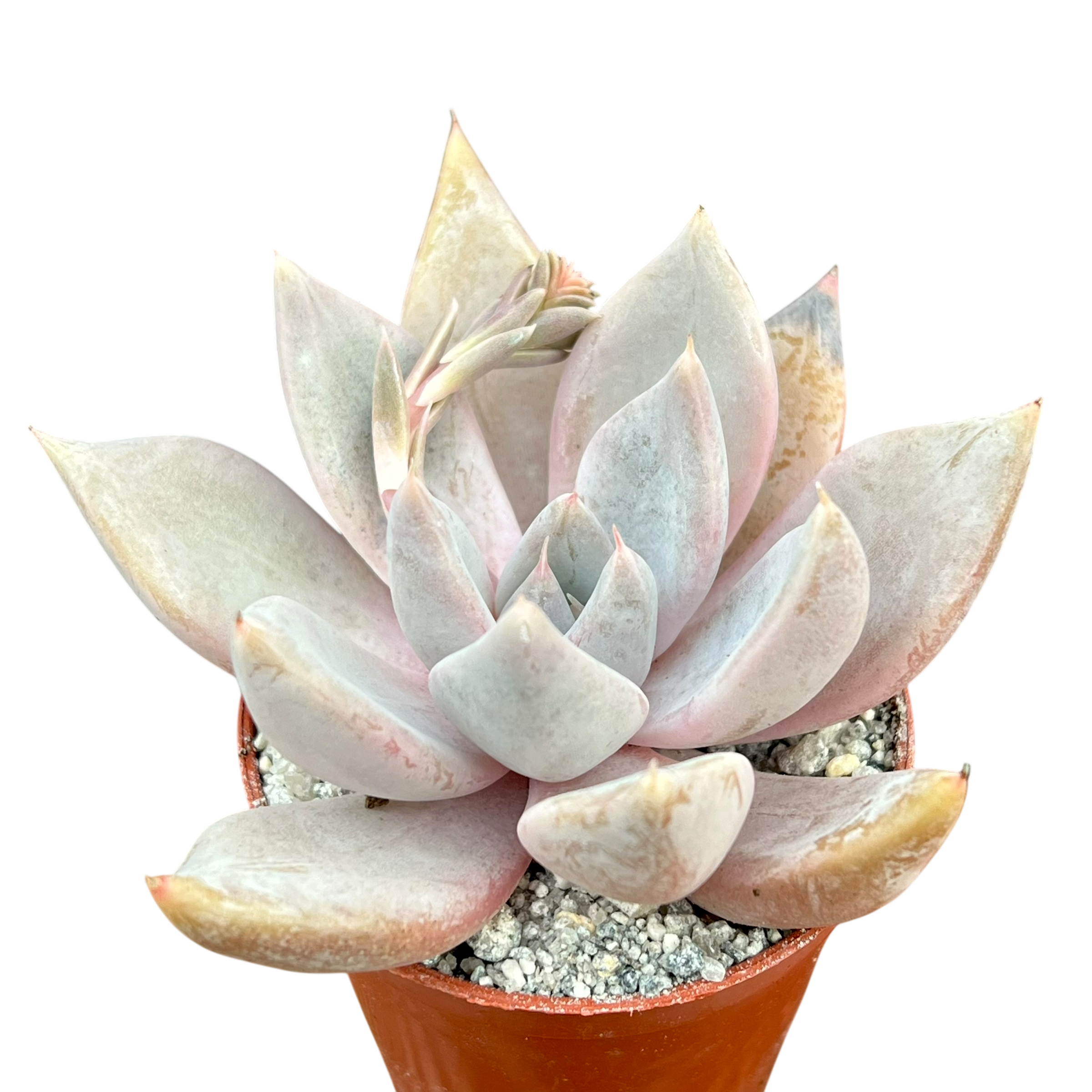 silver grey succulents Echeveria 'Mr Grey' – Surreal Succulents