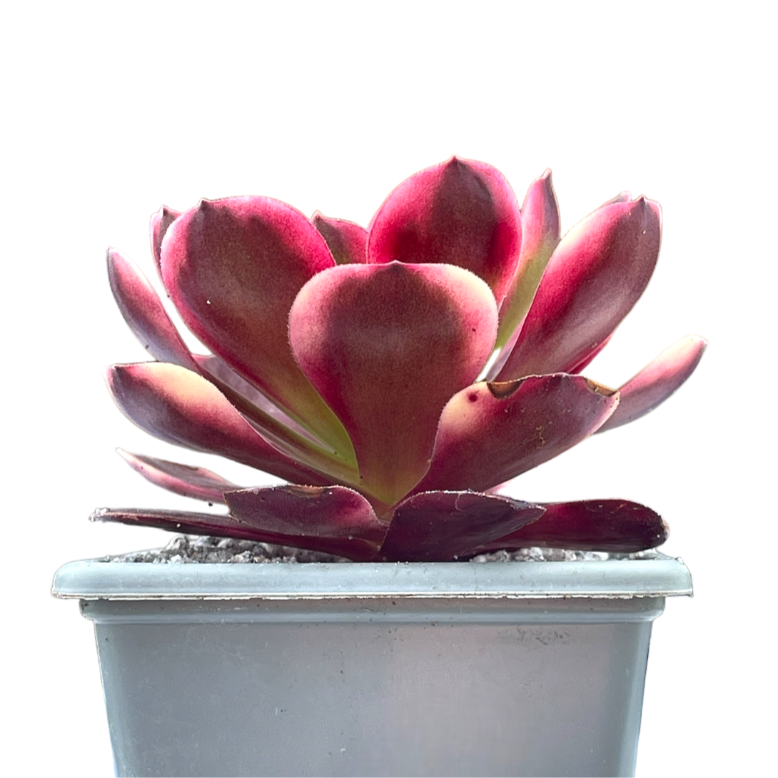 Aeonium 'Superbang'