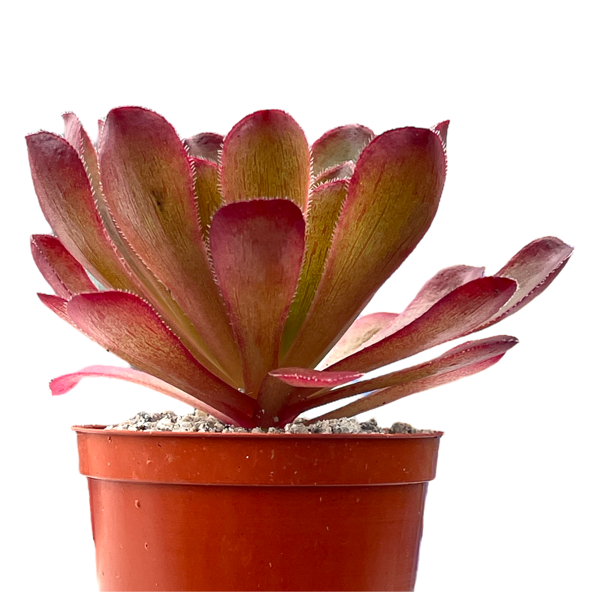 x Semponium 'Sienna'