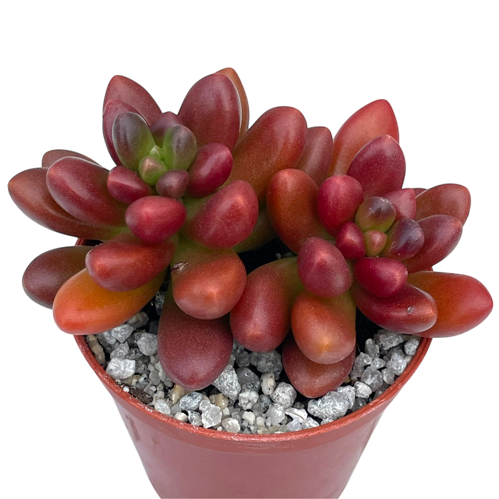 crocodile succulent x Cremnosedum 'Crocodile' – Surreal Succulents