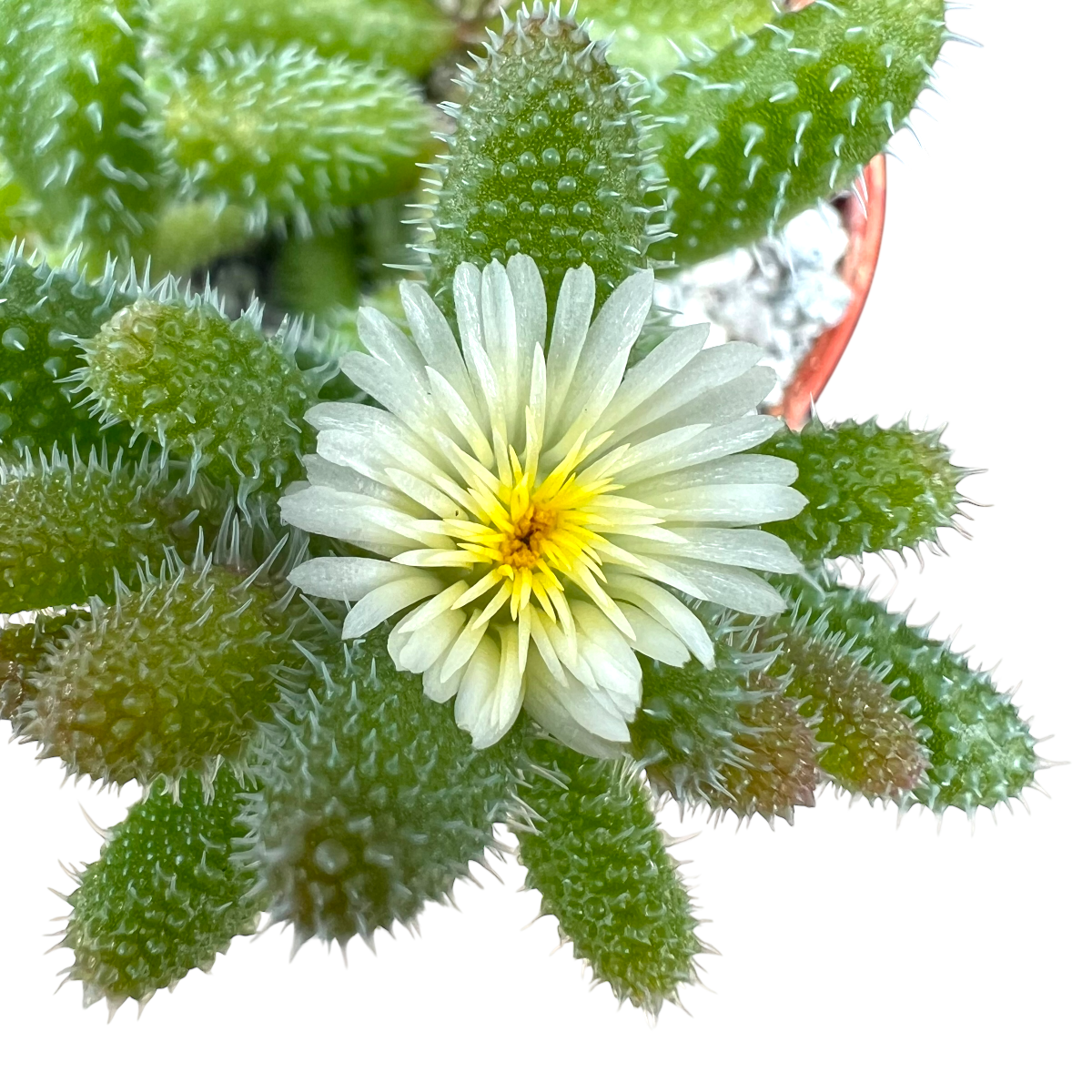 Delosperma echinatum (Pickle Plant)