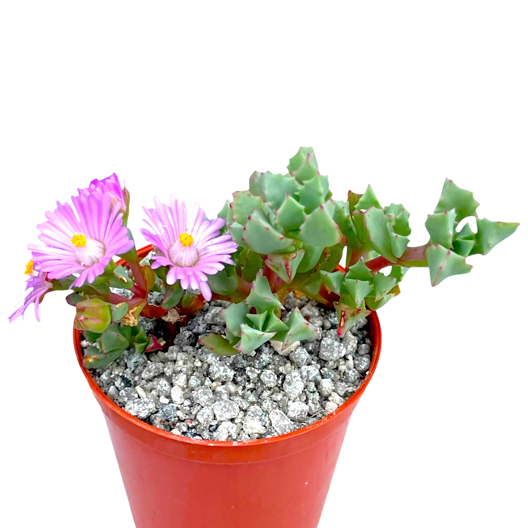 oscularia deltoides succulent Oscularia deltoides – Surreal Succulents