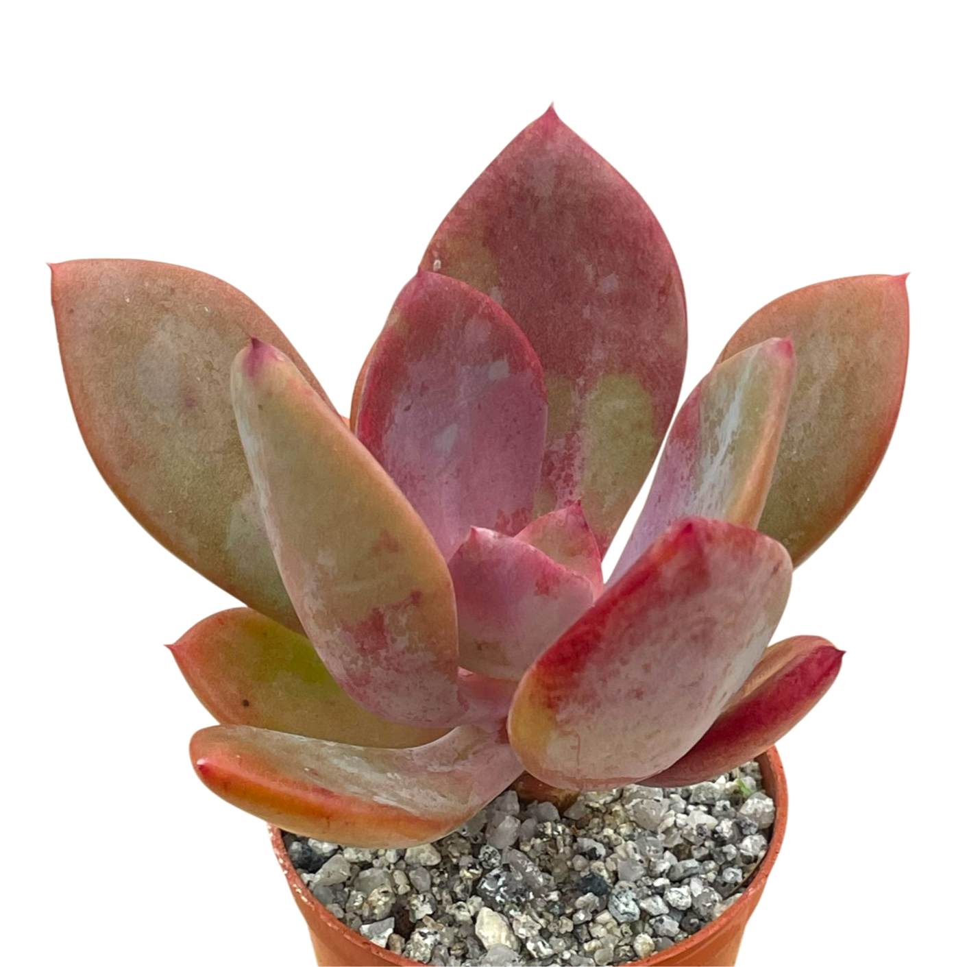 x Pachyveria 'Empress'