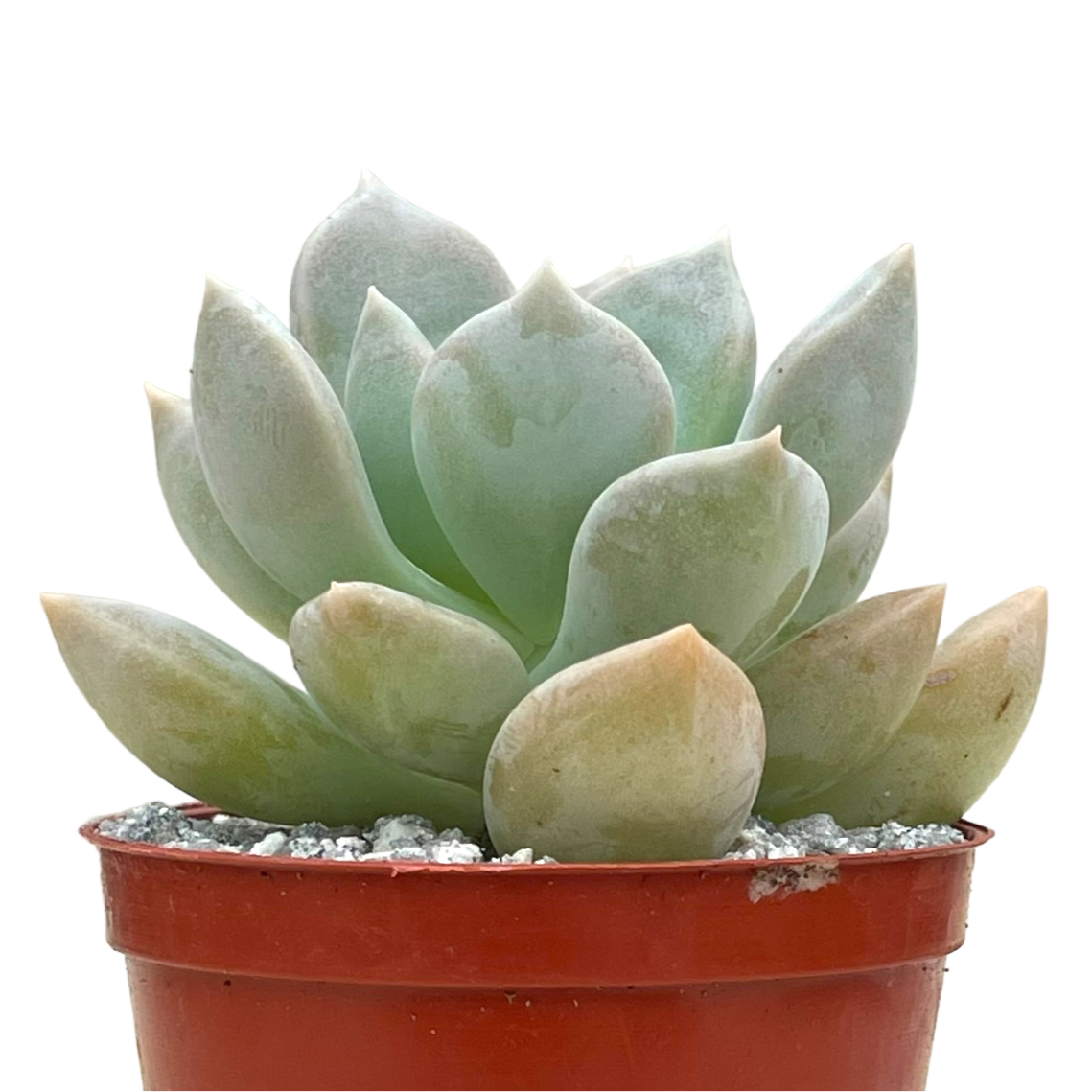 x Graptoveria 'Koala'