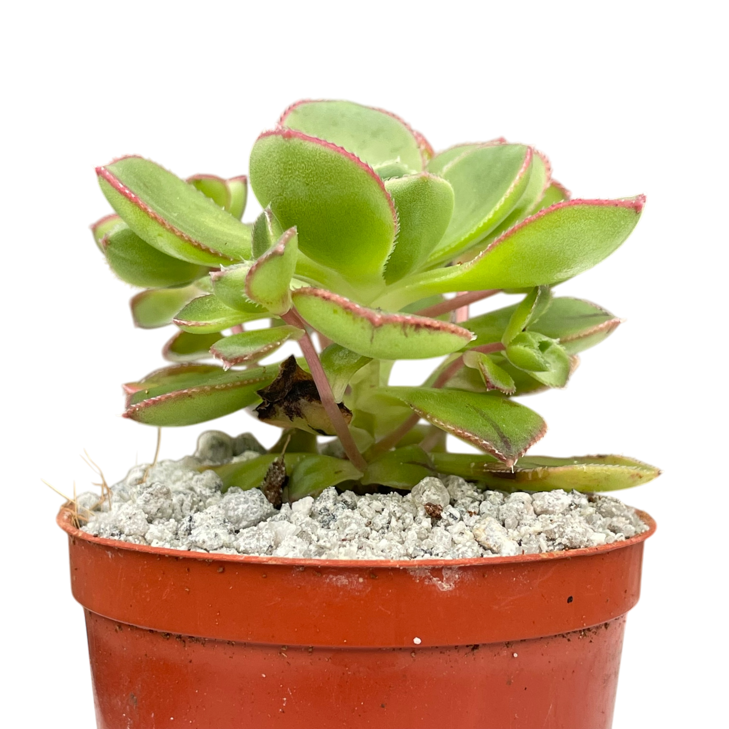 Aeonium volkerii
