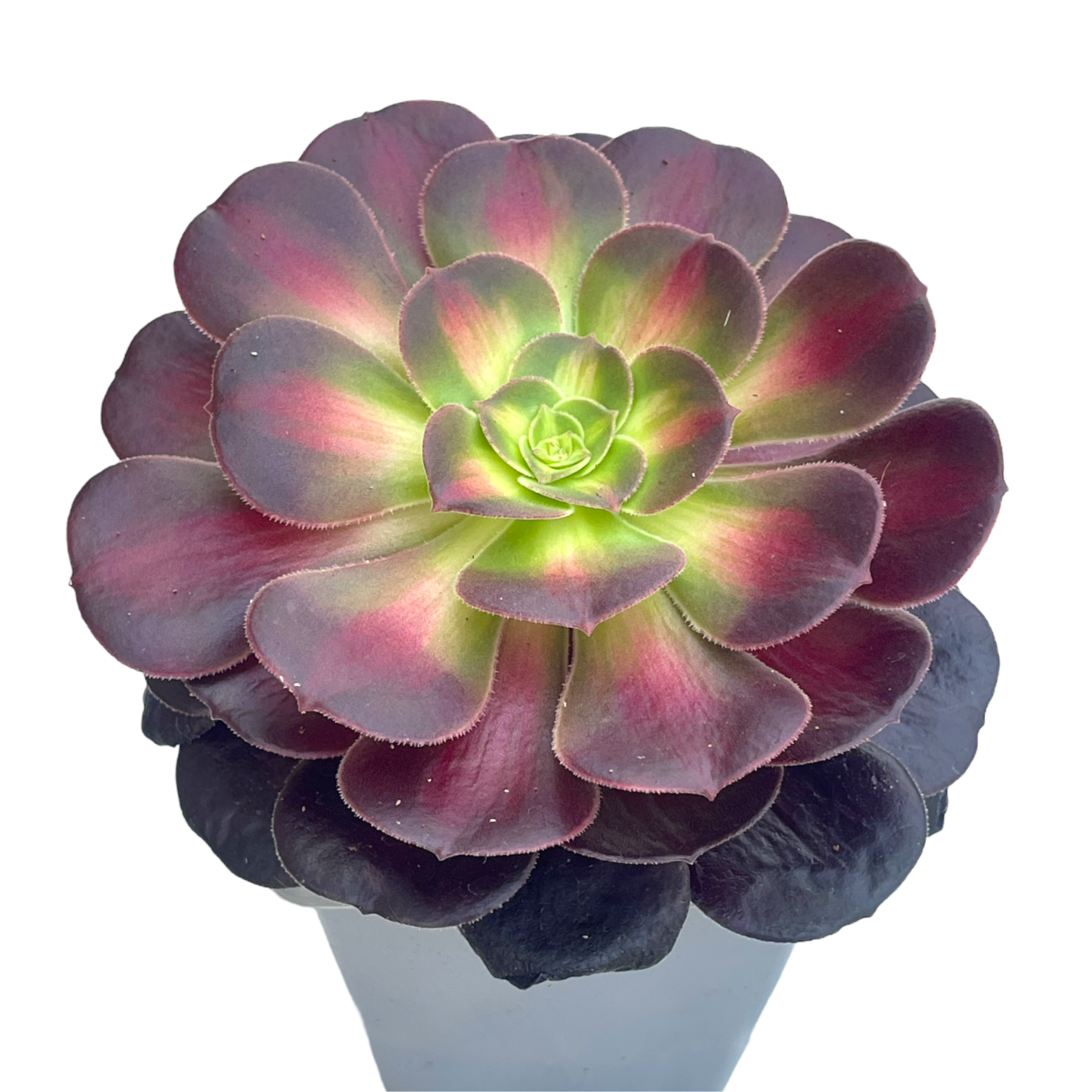 kilimanjaro succulent Aeonium 'Kilimanjaro' – Surreal Succulents