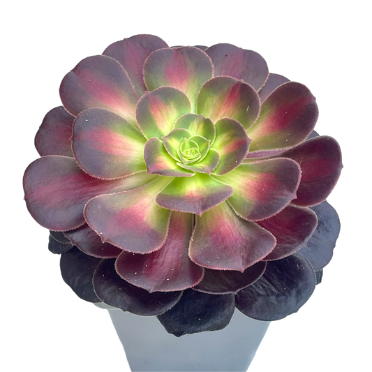 Aeonium 'Kilimanjaro'