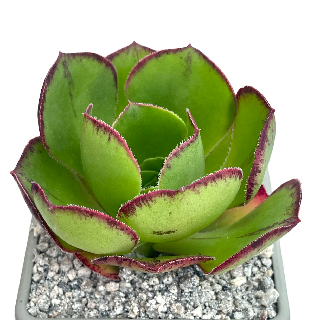 Aeonium 'Marnier Lapostolle'