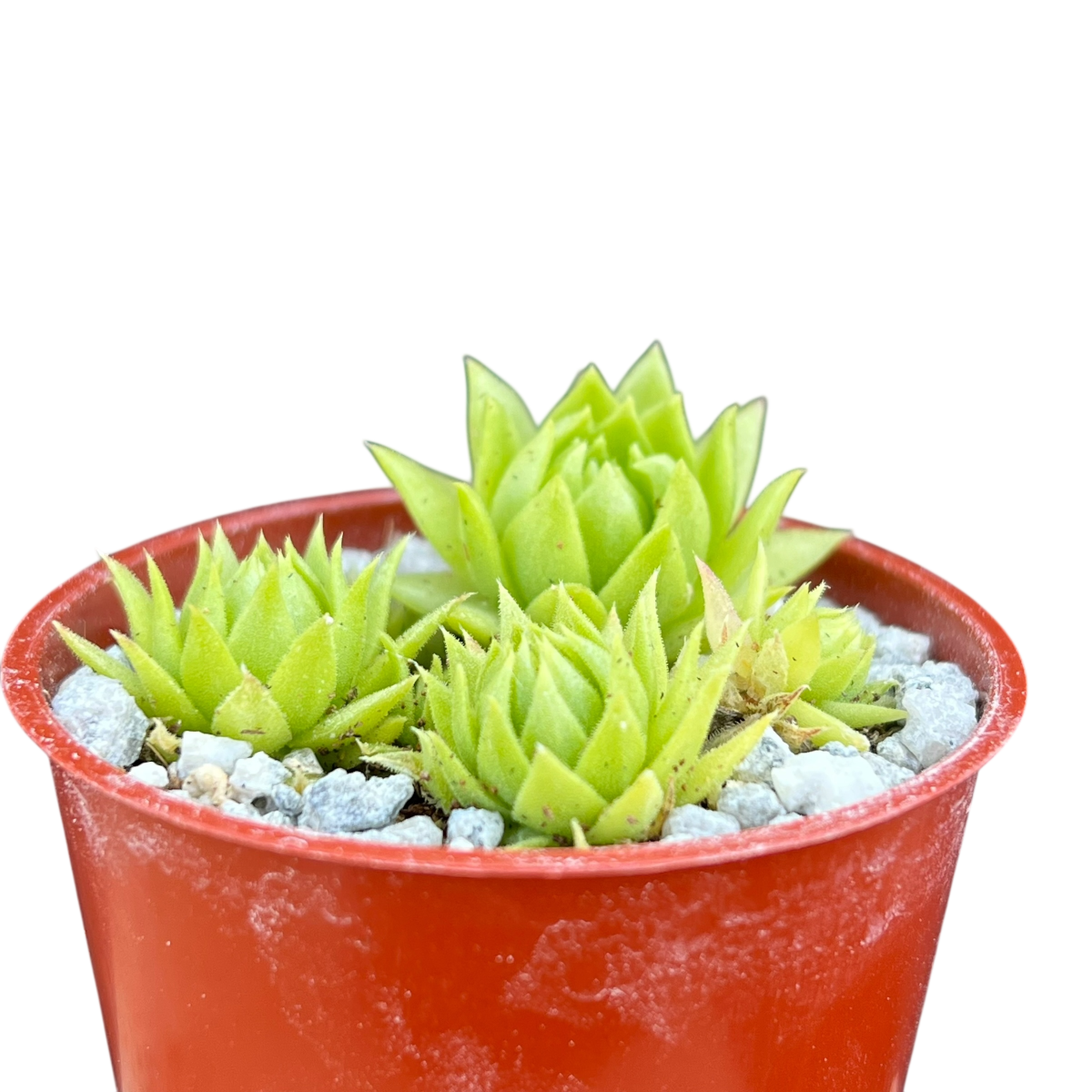 Jovibarba allionii