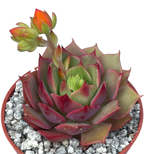 Echeveria 'Ramillette'