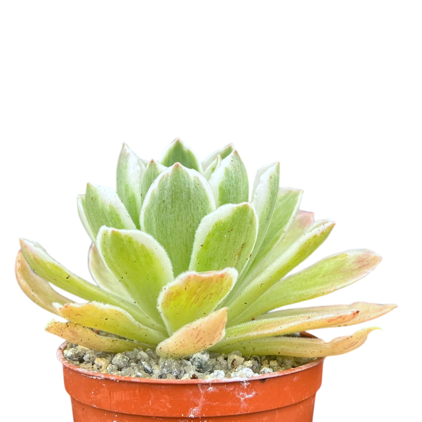 Aeonium goochiae 'Ballerina'