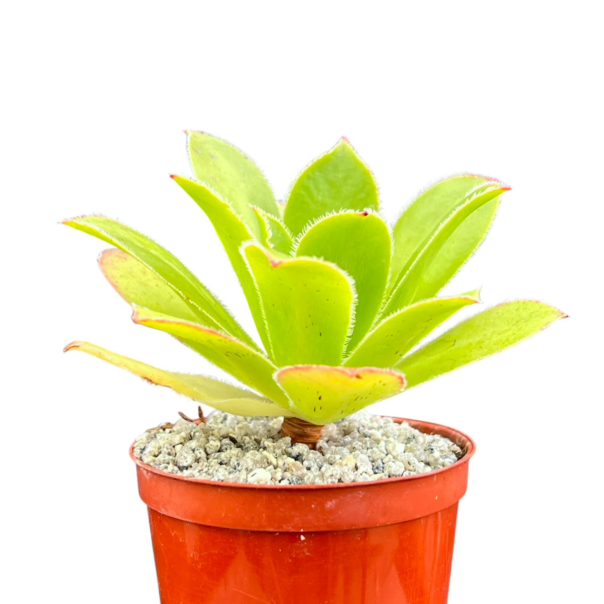 Aeonium 'Maximus'