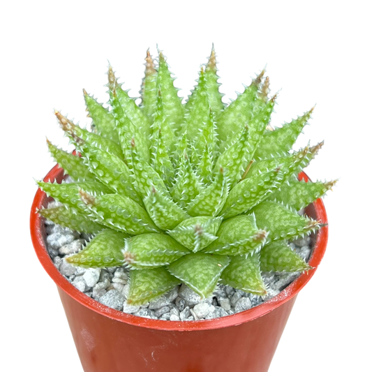 Haworthia herbacea