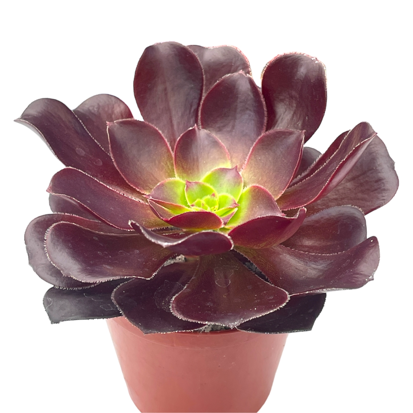 Aeonium 'Deep Purple'