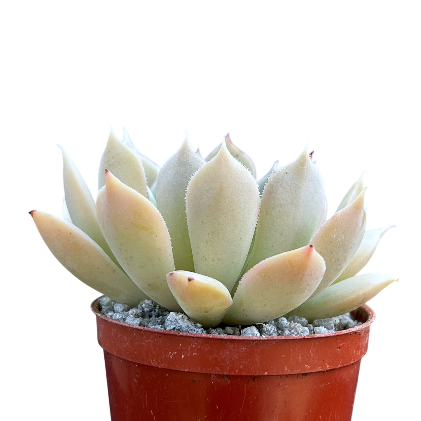 Echeveria 'Galileo'