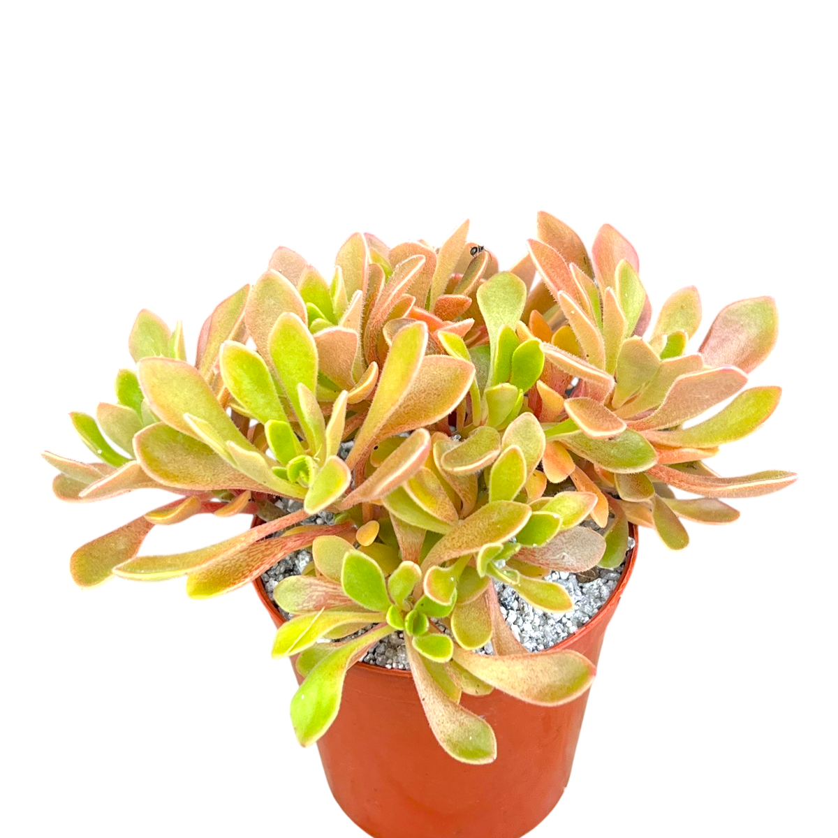 Aichryson aizoides