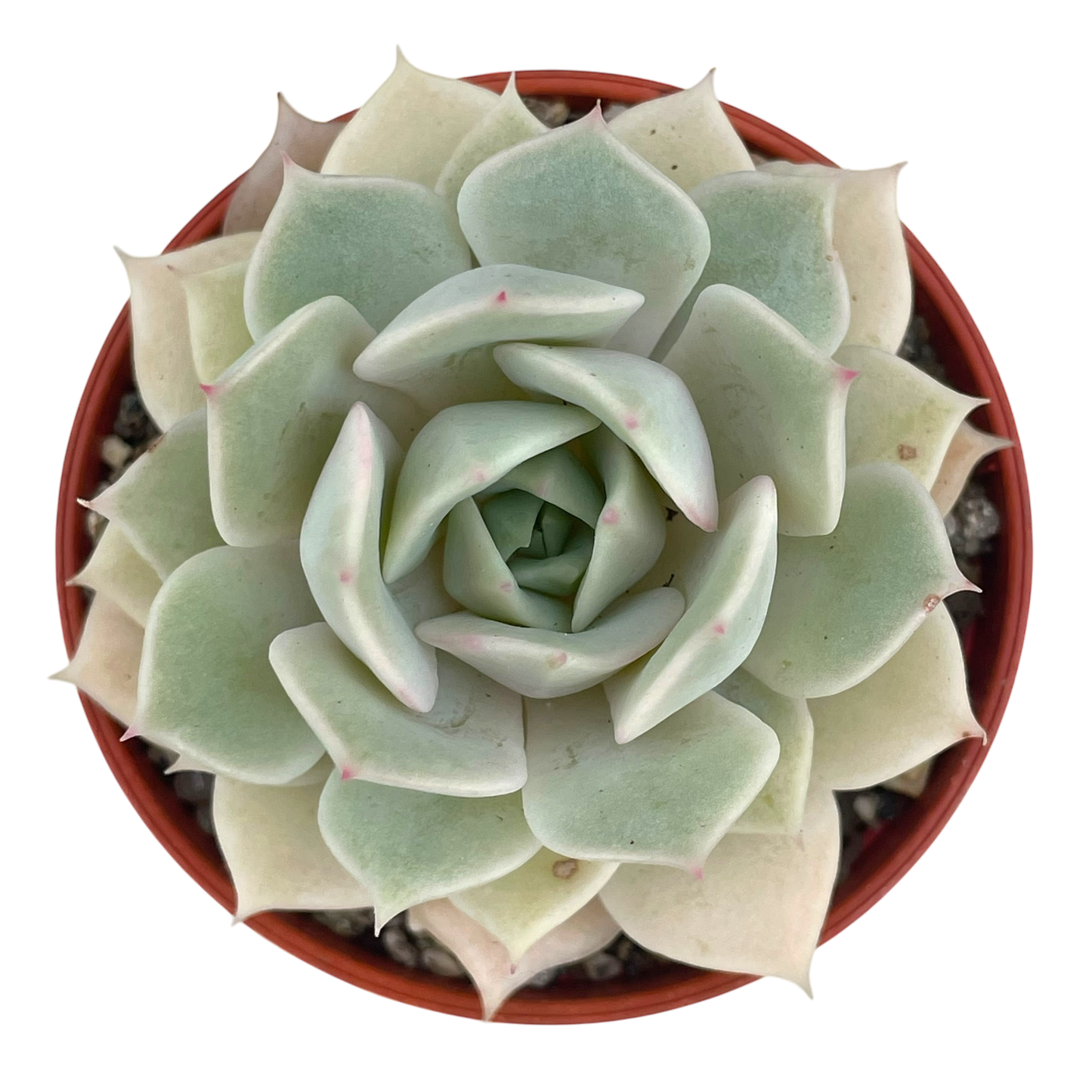 Echeveria 'Fleur Blanc'