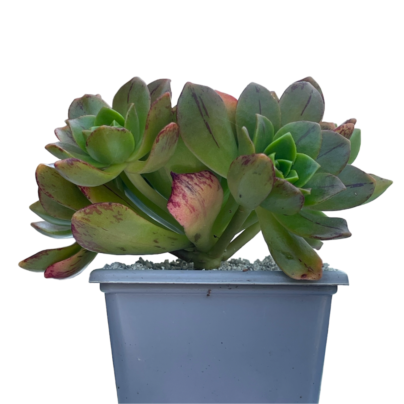 Aeonium 'Bronze Medal'