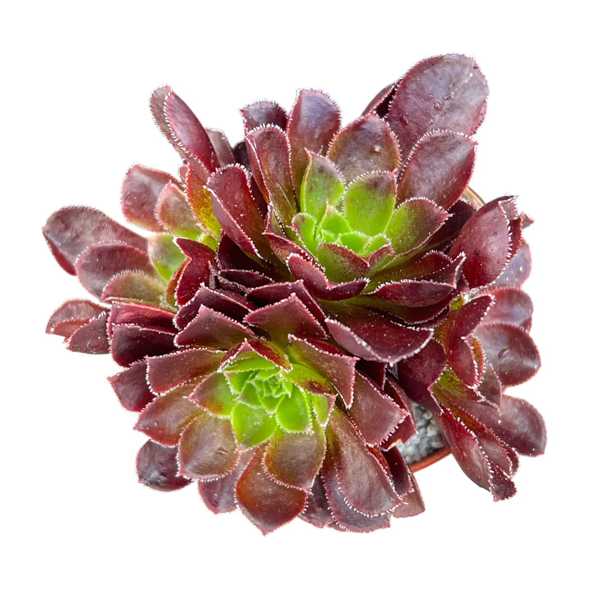 x Semponium 'Halo'
