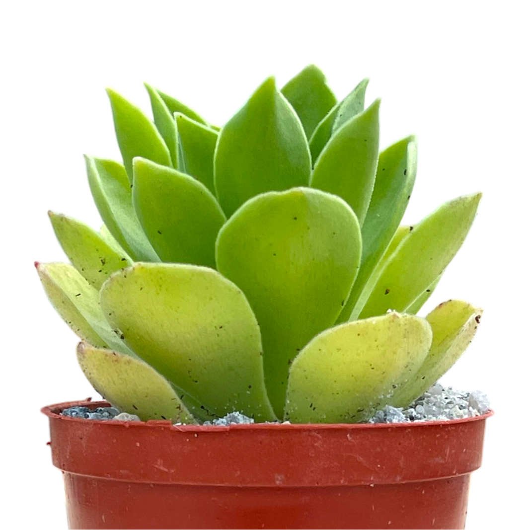 Aeonium 'Goblin'