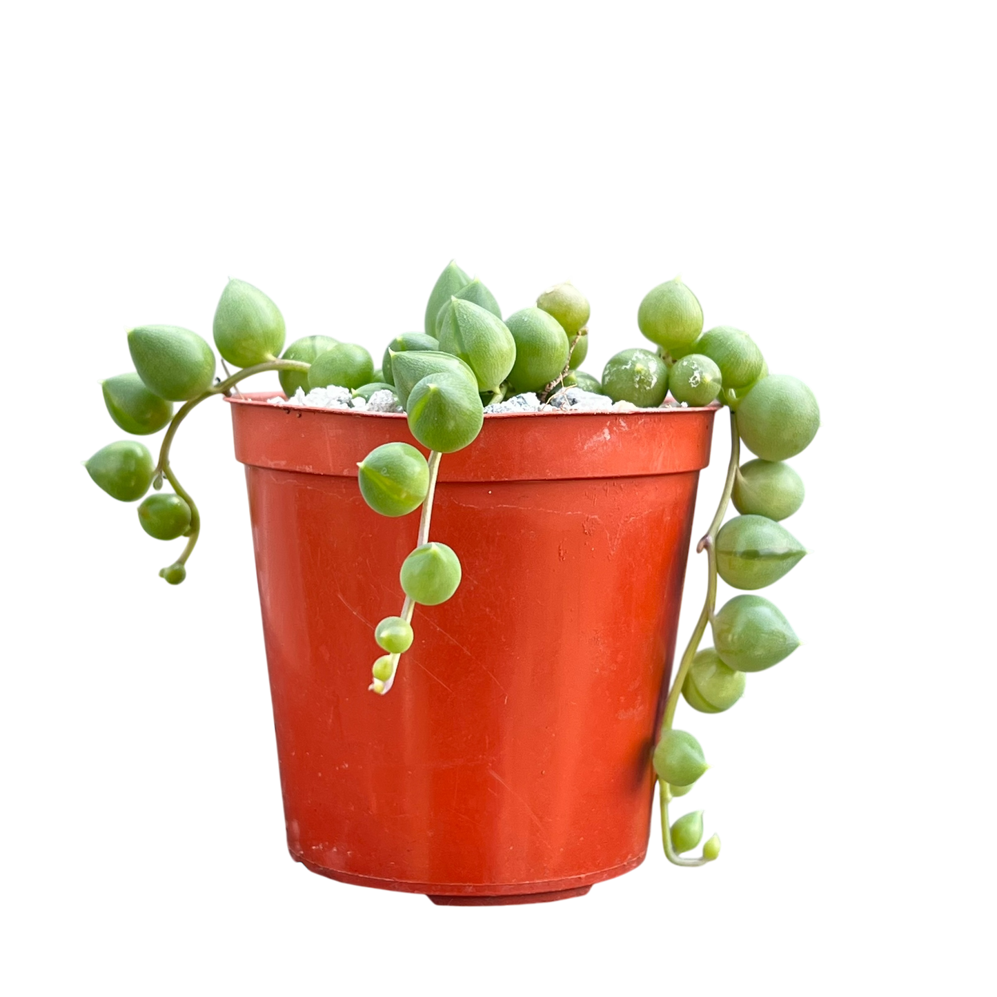 Curio rowleyanus (String of Pearls)