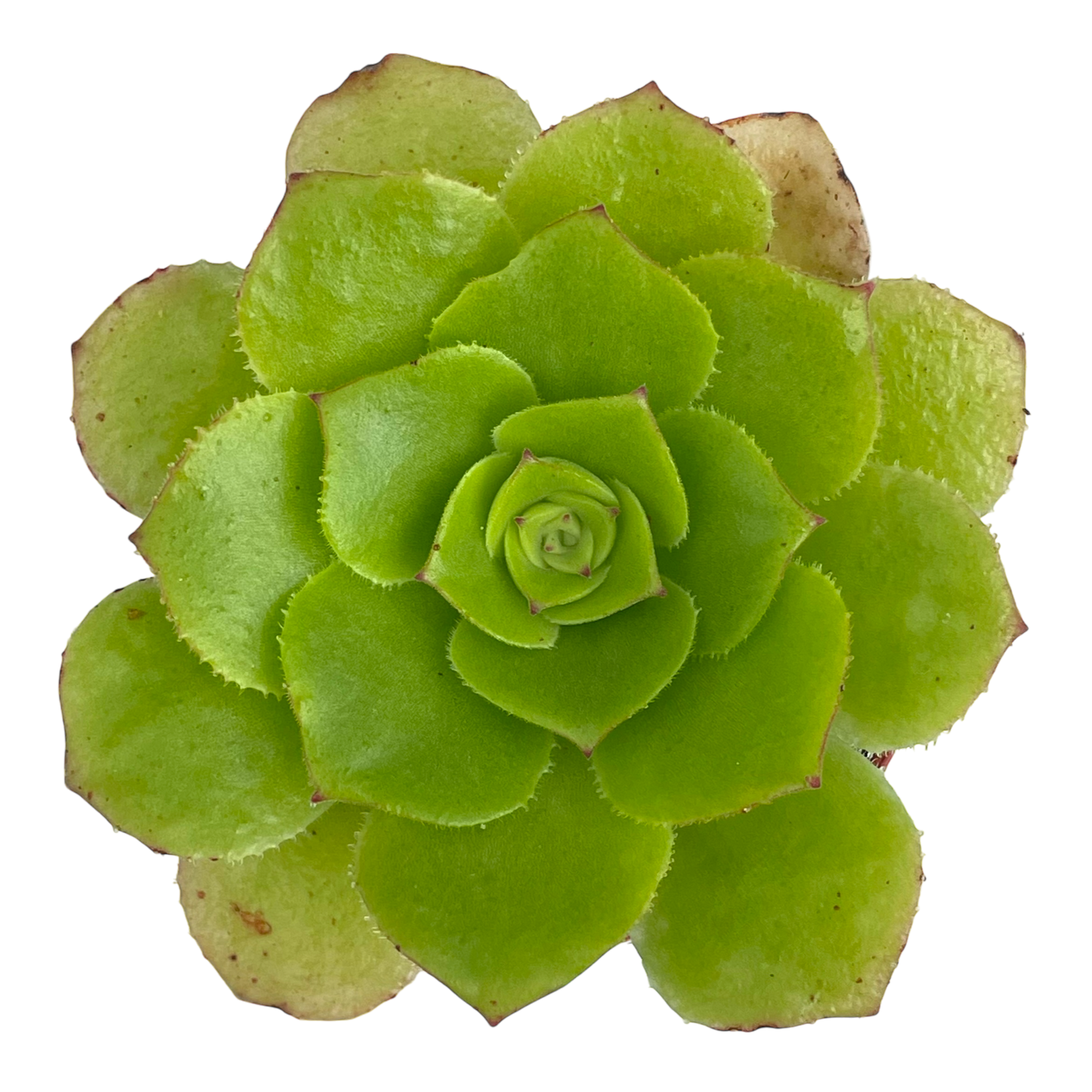 Aeonium tabuliforme x nobile