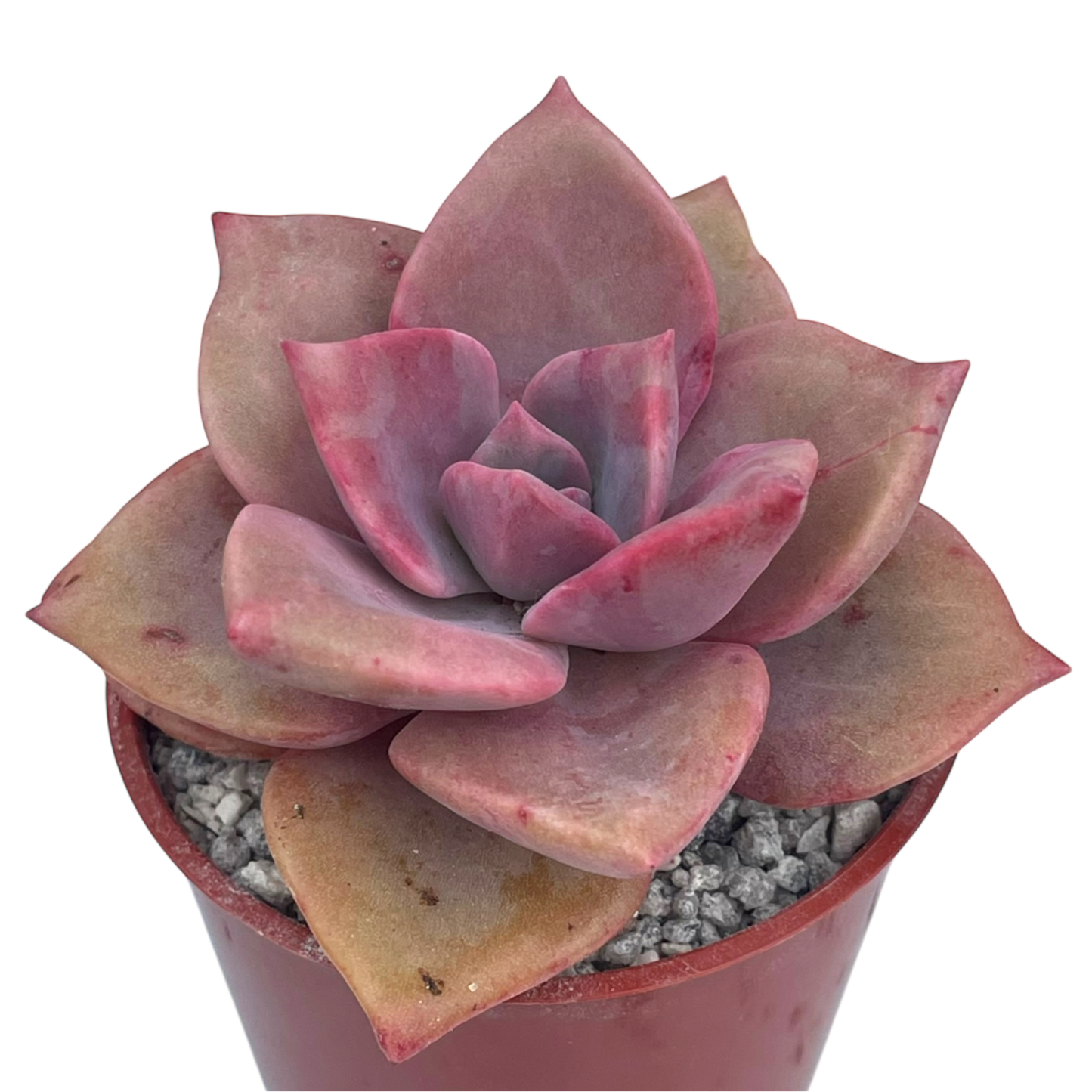 x Graptoveria 'Mrs Richards'
