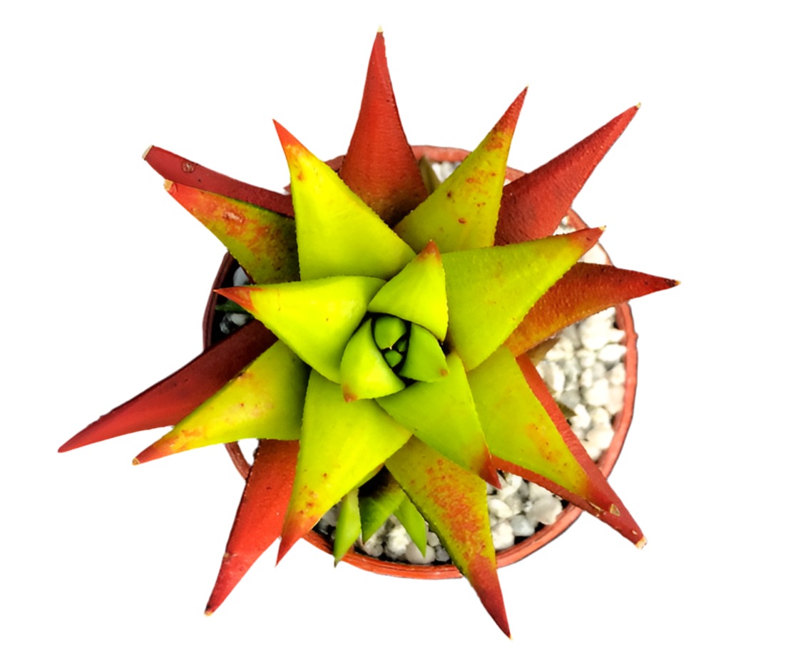 Astroloba skinneri