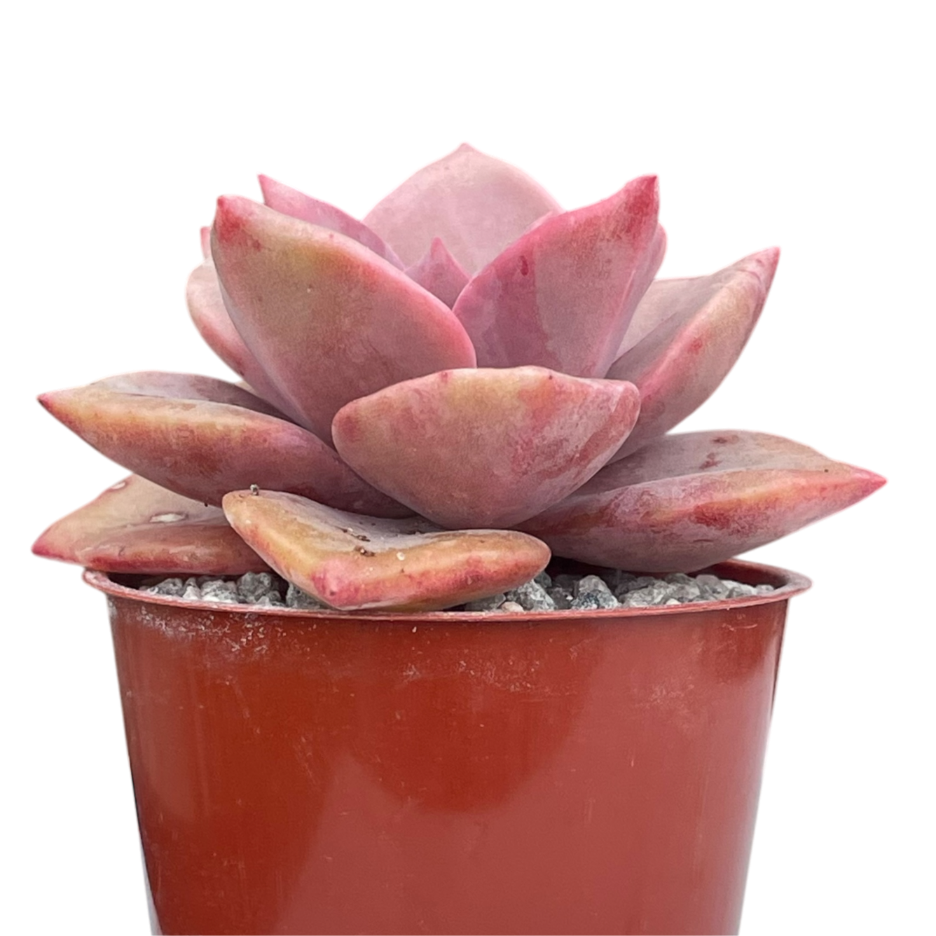x Graptoveria 'Mrs Richards'